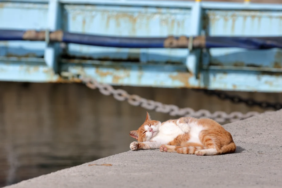Cats have taken over this island in Japan