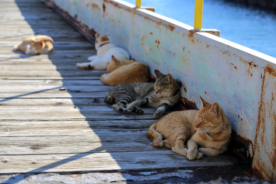 Japan: Aoshima island overrun by cats 