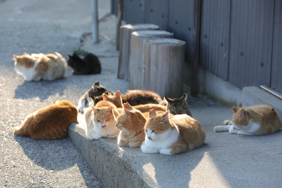 Cat Paradise in Aoshima, Ehime Prefecture ♡