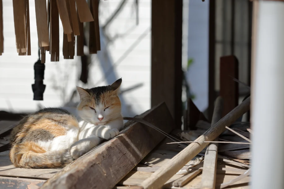 MyBestPlace - Aoshima, The Island Where Cats Rule