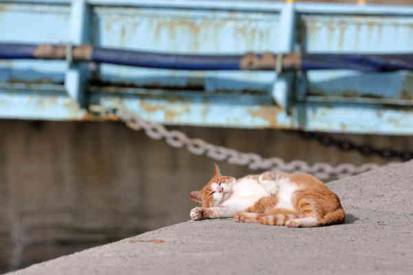 Cat Travel: Aoshima - Japanese Cat Island - Katzenworld