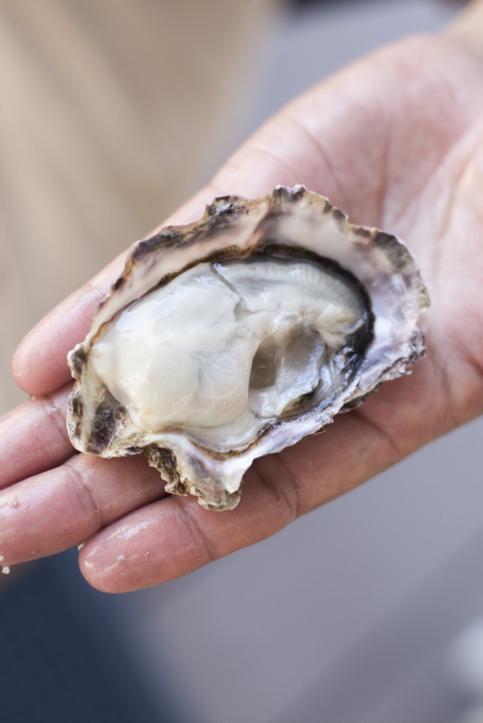 Muscheln an der Meeresküste – Rohe Austern auf der Suzuki Farm