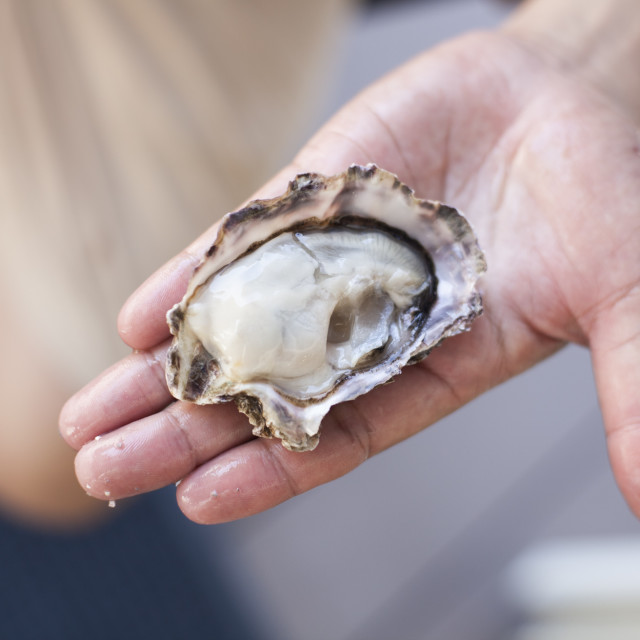 Muscheln an der Meeresküste – Rohe Austern auf der Suzuki Farm