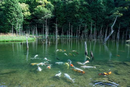 A Trip Around the Mystical Ponds and Crystal-Clear Waters of Shimonoseki and Mine 