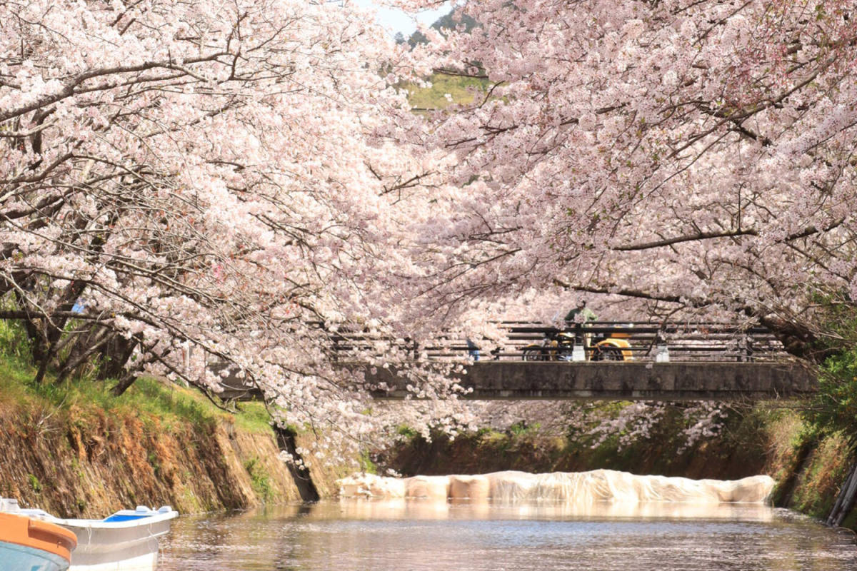 Katsuura Sakura Matsuri