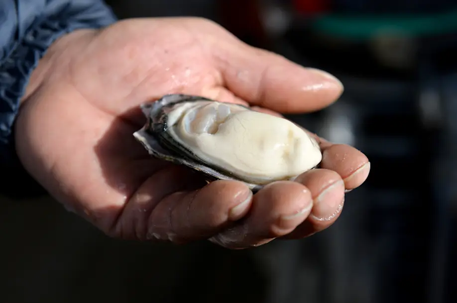 写真提供：島田水産「厳蠣」