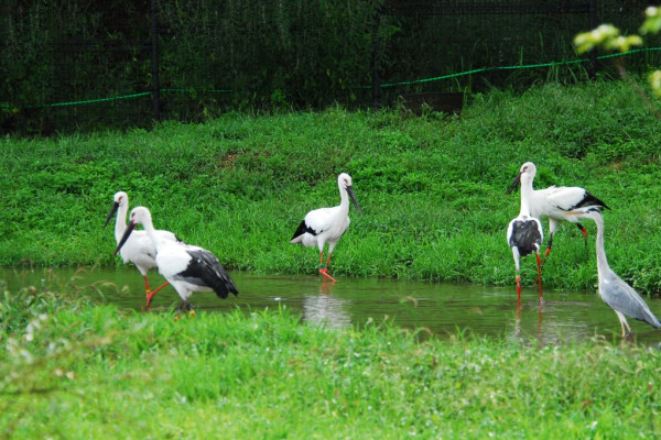 Toyooka, Hometown of the Endangered Oriental White Storks
