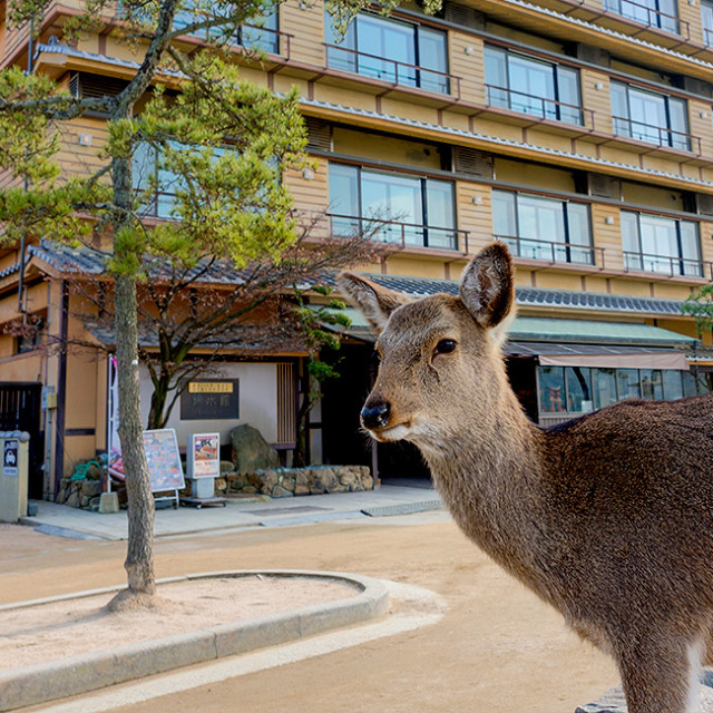 Kinsuikan - A Perfect Fusion of Old and New in the Heart of Miyajima