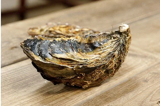 写真提供：島田水産「安芸の一粒」