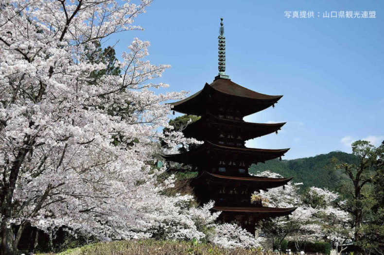 絶対行きたい！桜がきれいな山口県の神社仏閣まとめ5選 | 瀬戸内Finder