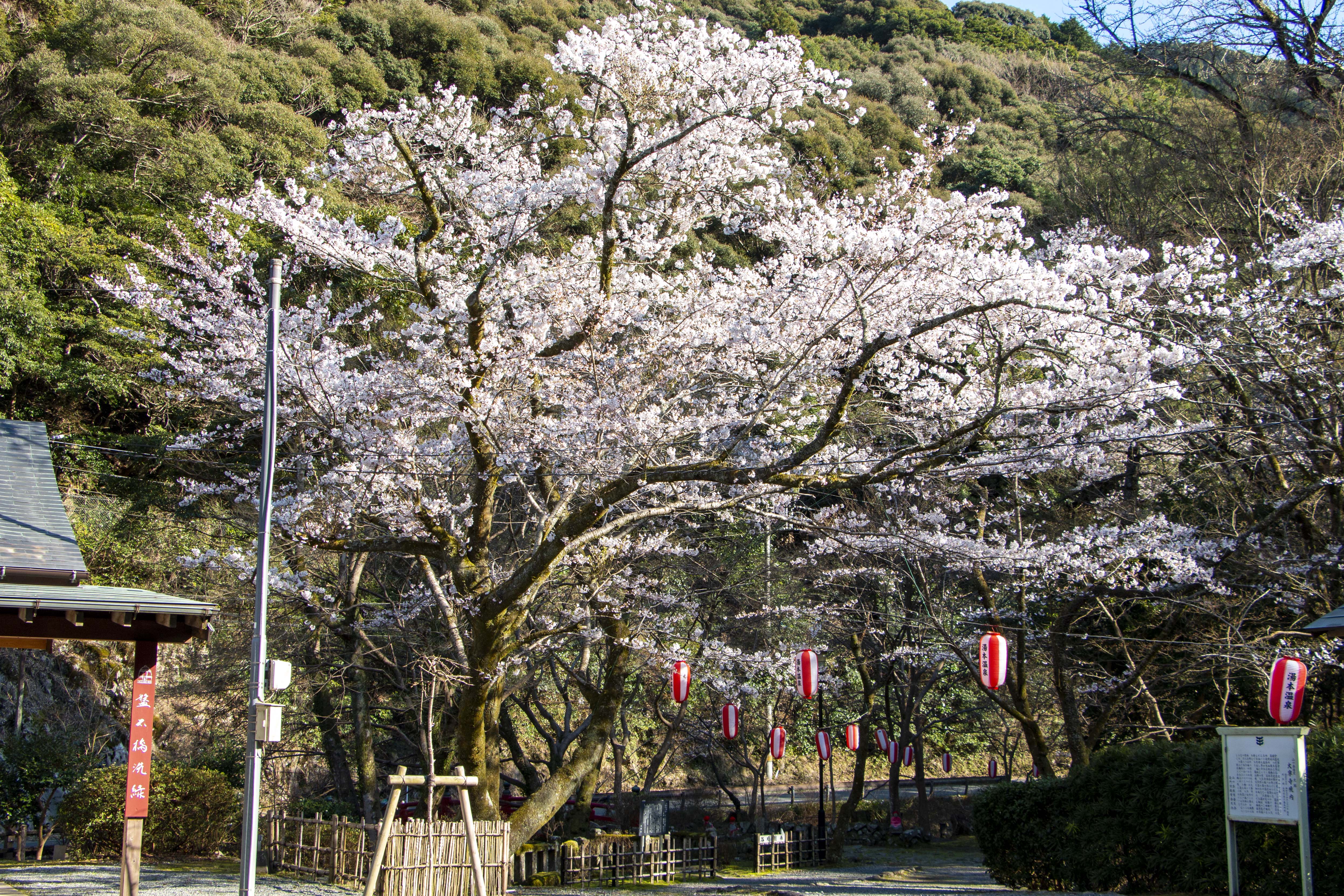 絶対行きたい！桜がきれいな山口県の神社仏閣まとめ5選 | 瀬戸内Finder