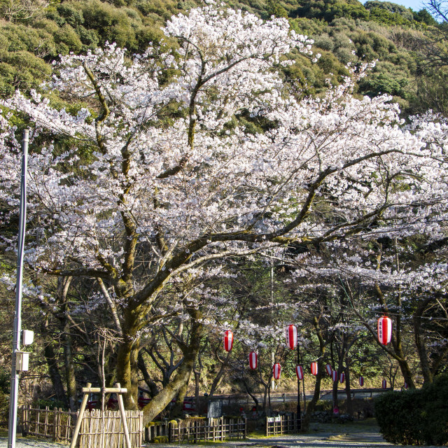 絶対行きたい！桜がきれいな山口県の神社仏閣まとめ5選