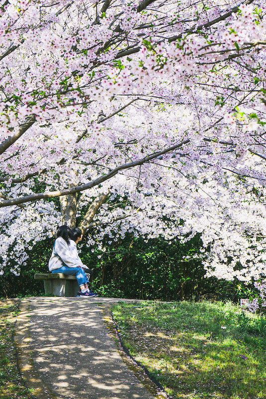 香川県、まだまだ未開の桜スポットで今年こそお花見を！／善通寺市