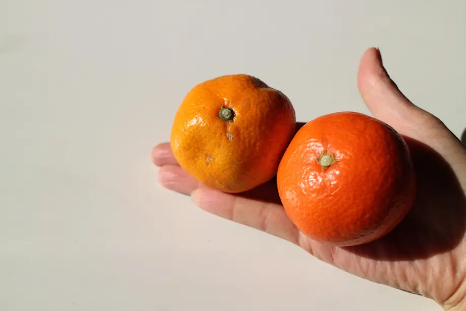 香川で生まれた奇跡のみかんは紅くて甘い！その名も『小原紅早生