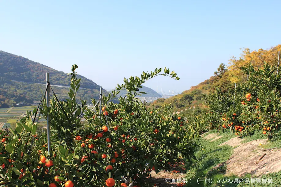 香川で生まれた奇跡のみかんは紅くて甘い！その名も『小原紅早生