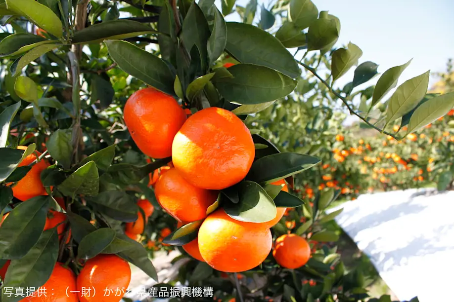 香川で生まれた奇跡のみかんは紅くて甘い！その名も『小原紅早生