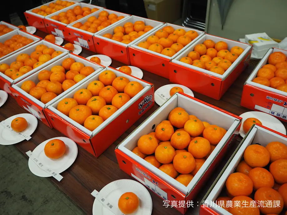 ４時間限定★超破格！❤みかん❤Wボア❤超レア★高級セミダブルお布団ボアケット♥ 香川で生まれた奇跡のみかんは紅くて甘い！その名も『小原紅早生