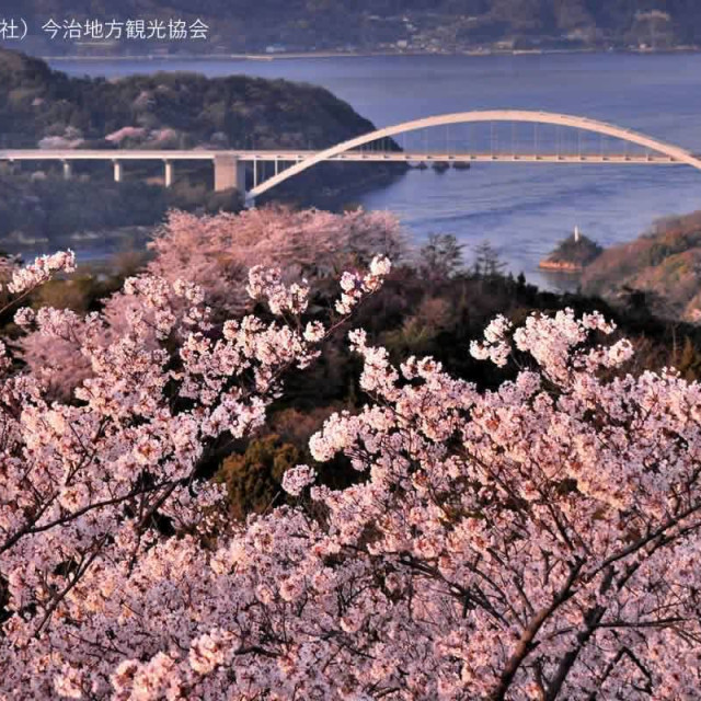 しまなみ海道随一の桜名所で、橋や島々を眺めながら絶景コースを散策しよう！／開山公園（愛媛県今治市伯方町）