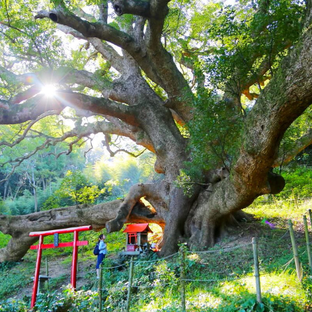樹齢1200年の大楠・ヤギ・絶景！１日フルで志々島を遊びつくす！／志々島（香川県三豊市）