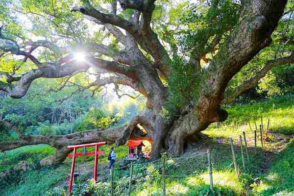 済州島の究極のシワとり　限定残り3箱 樹齢1200年の大楠・ヤギ・絶景！1日フルで志々島を遊びつくす