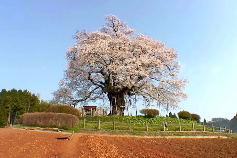 樹齢一千年、伝説の一本桜！／醍醐桜（岡山県真庭市） | 瀬戸内
