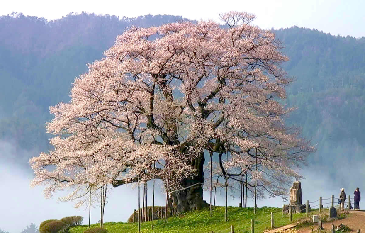 樹齢一千年、伝説の一本桜！／醍醐桜（岡山県真庭市） | 瀬戸内Finder
