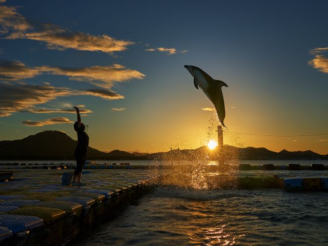 日本ドルフィンセンター | 瀬戸内Finder