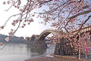 The cherry blossom in Yamaguchi