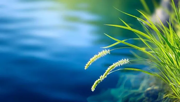 Surface Water
