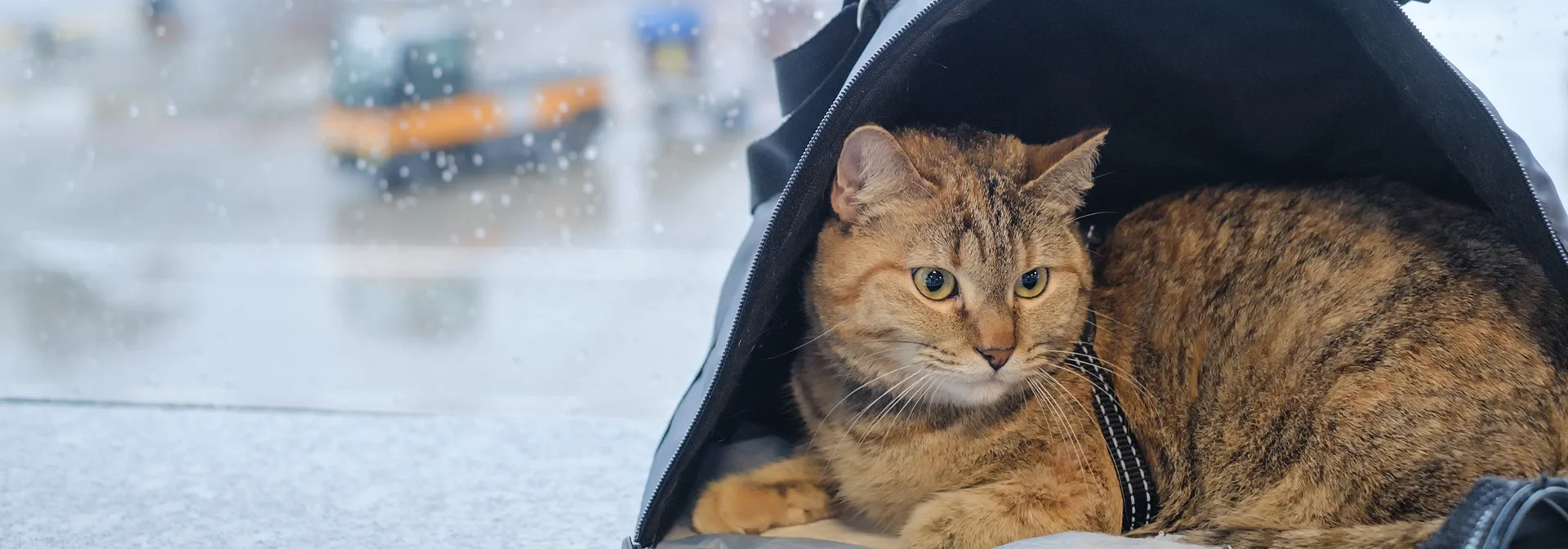 Cork Hero desktop-Travelling with pets