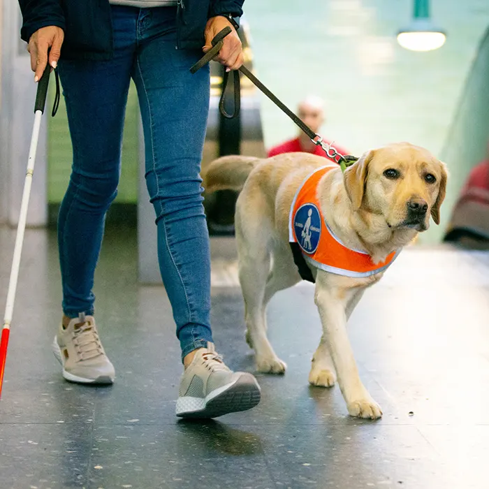 assistance dog image