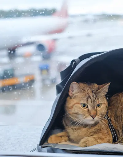 Travelling With Pets