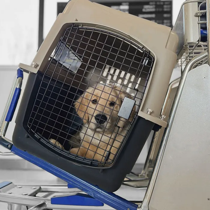 Pet travel box sizes