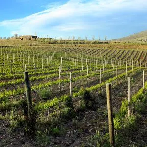 Take a wine tour