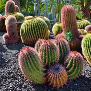 Jardín Botánico Canario Viera y Clavijo
