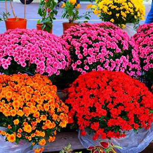 Marche Aux Fleurs Cours Saleya