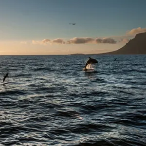 Whale-and Dolphin-Watching
