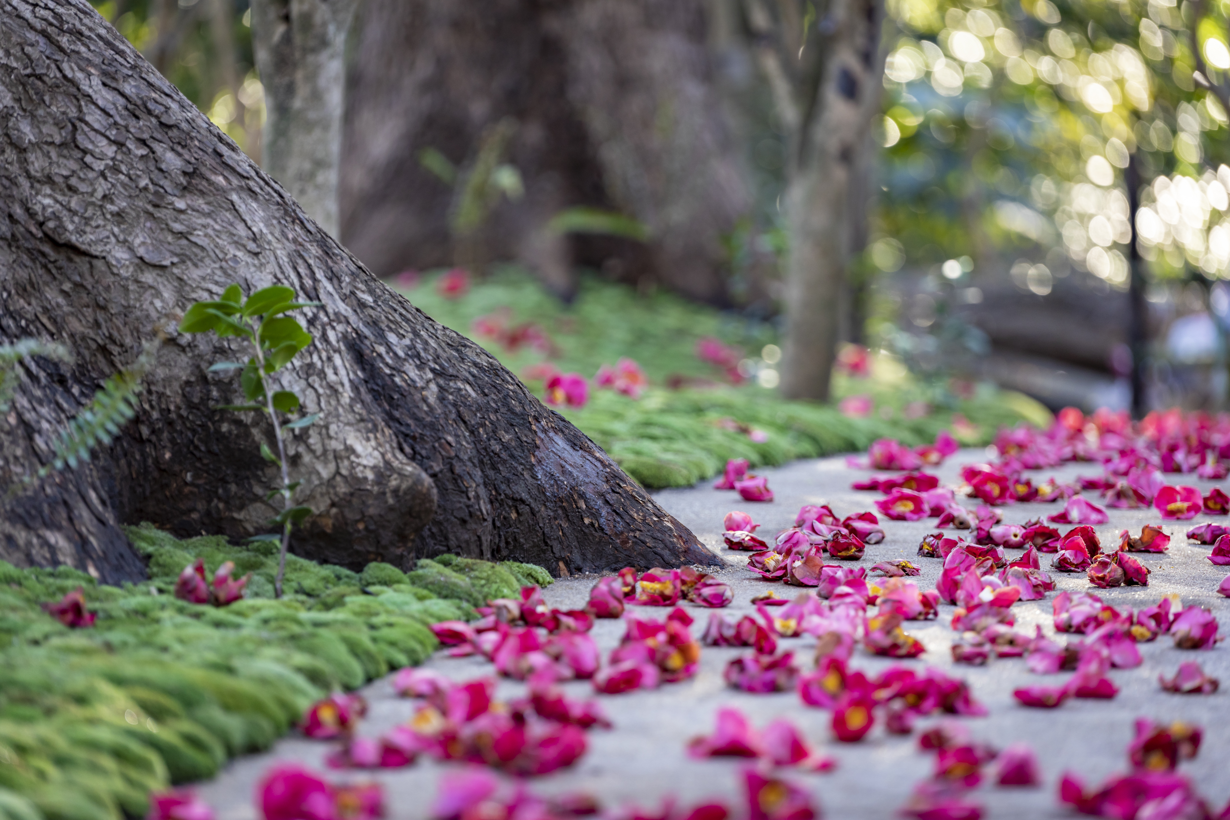 Stay in style at Hotel Chinzanso