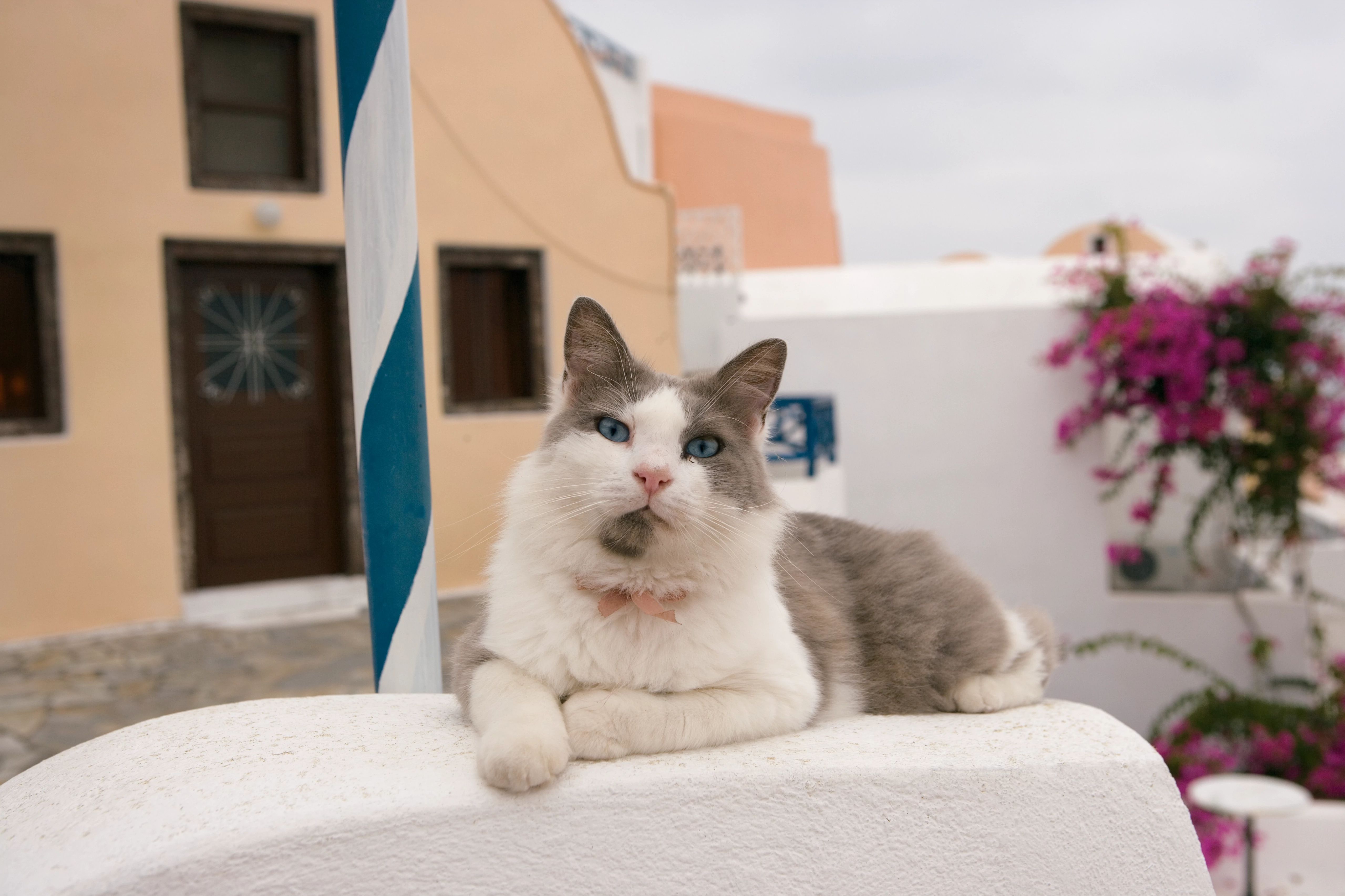 Image related to Meet the Mediterranean's street cats with author Jeff Bogle!