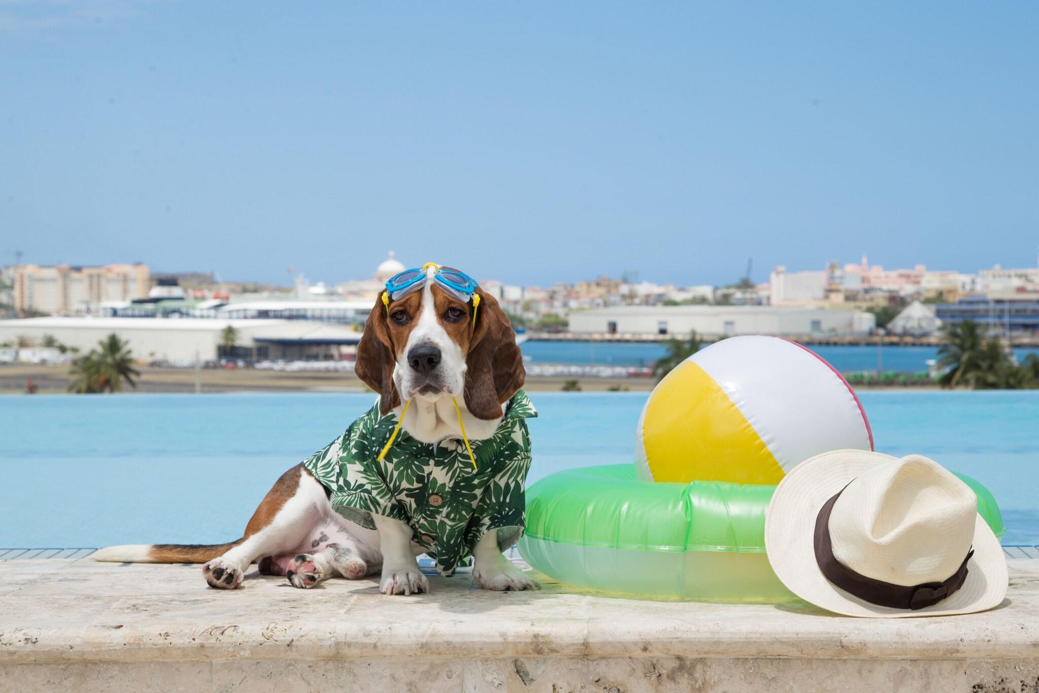 Stay in style at Sheraton Puerto Rico Hotel & Casino