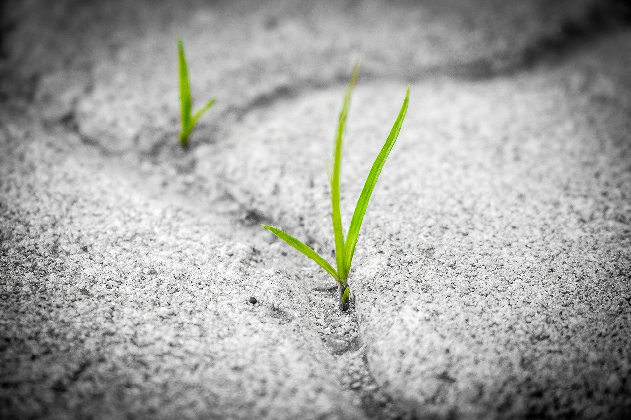 image of grass