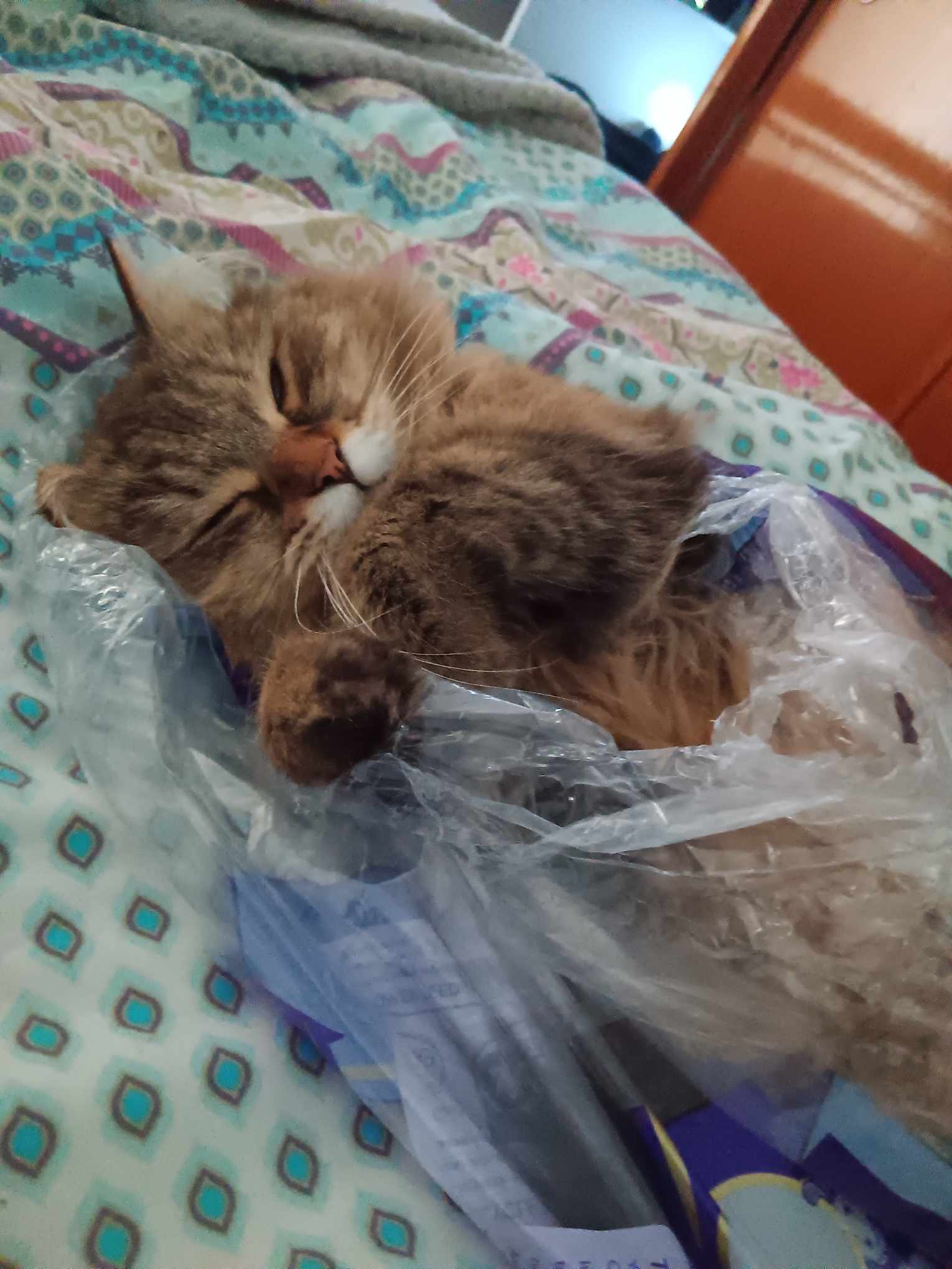 Siberian Forest Cat in Toilet Paper bag sleeping