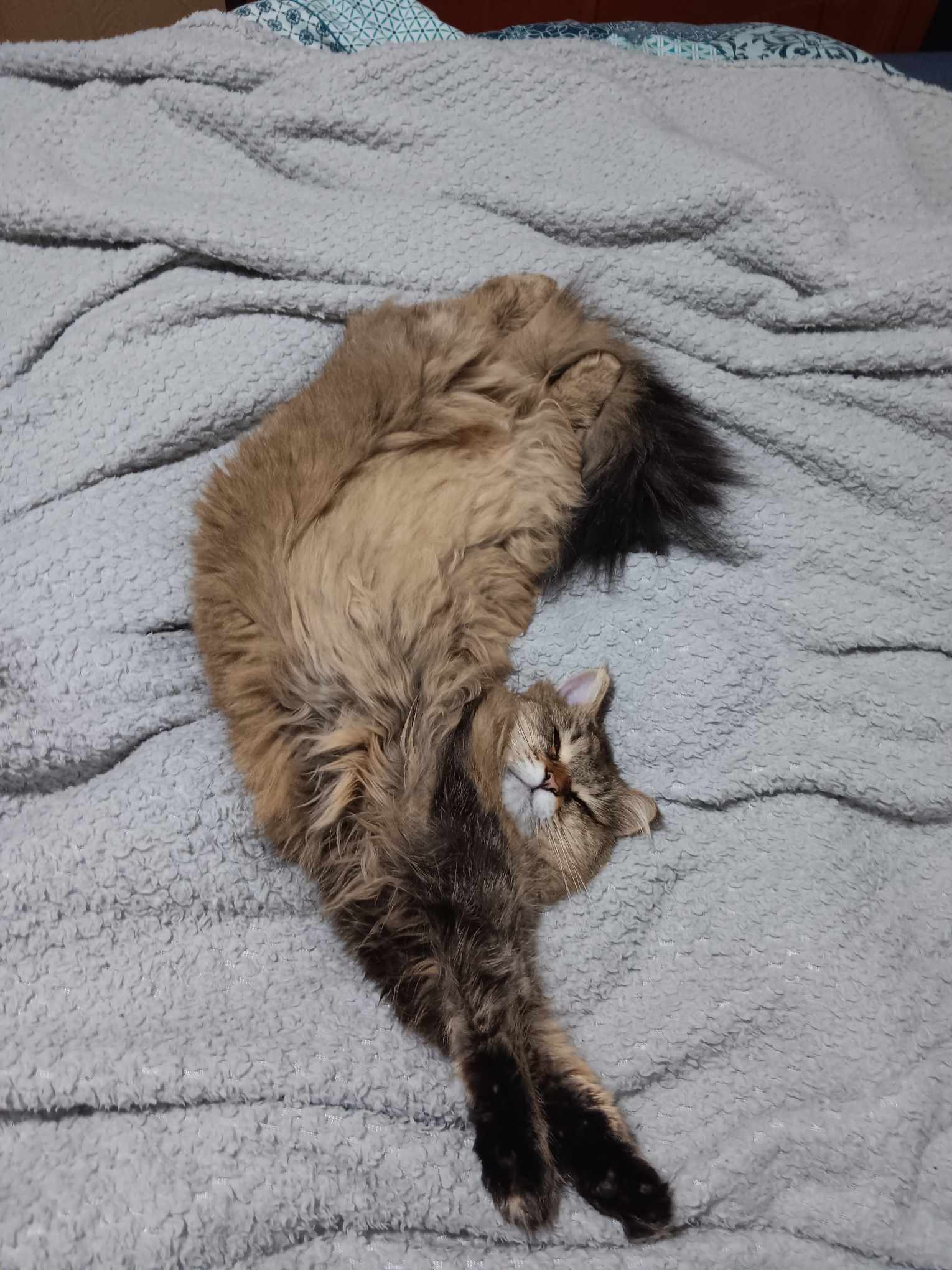 Siberian Forest Cat layed out