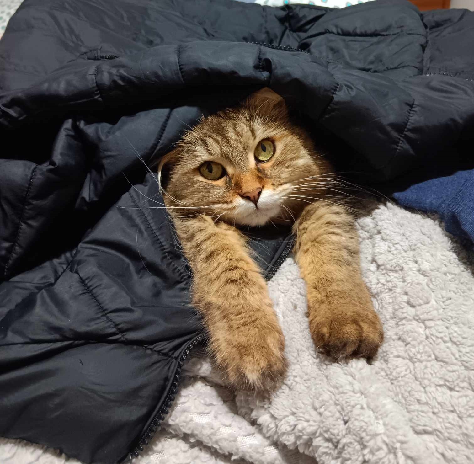 Siberian Forest Cat plays cute under a jacket