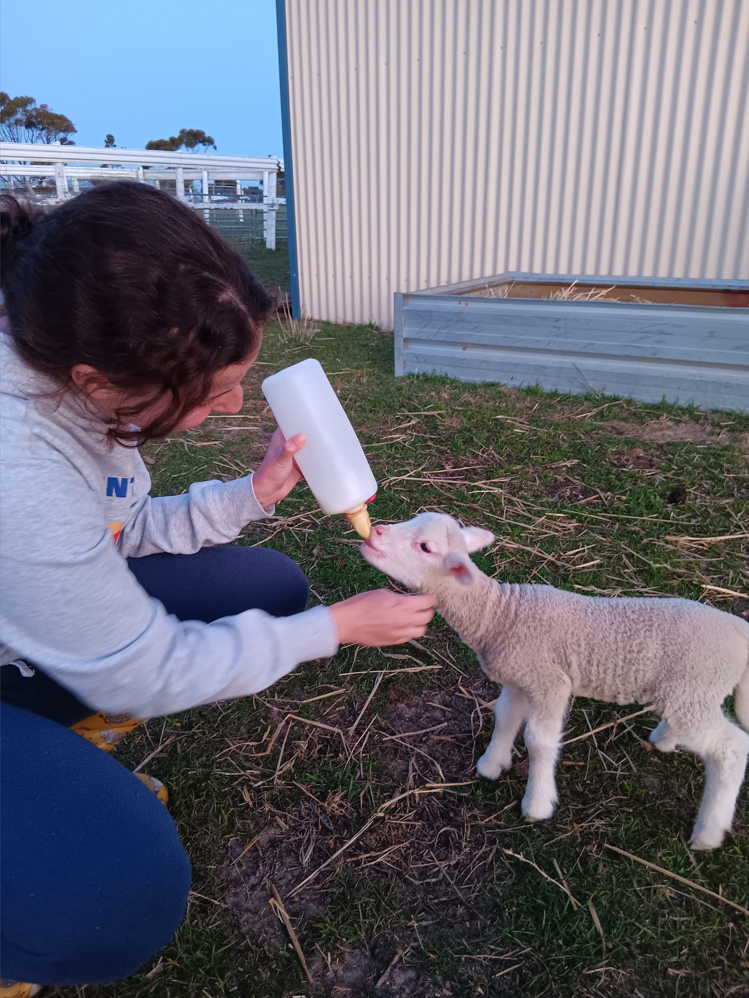 Maria Erkelens Feeds a Baby Lamb