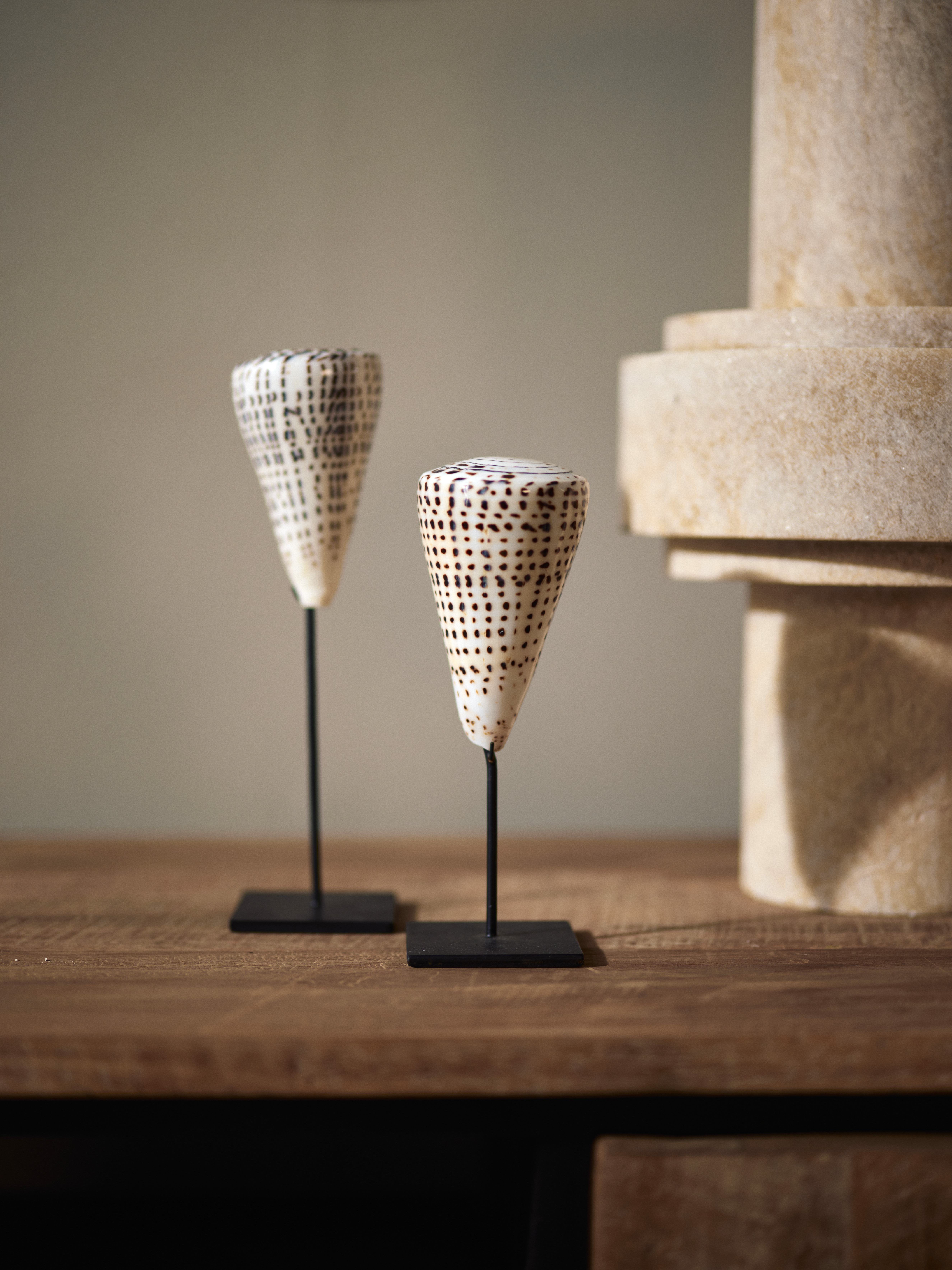 kiunga-shell-on-stand-besar_1