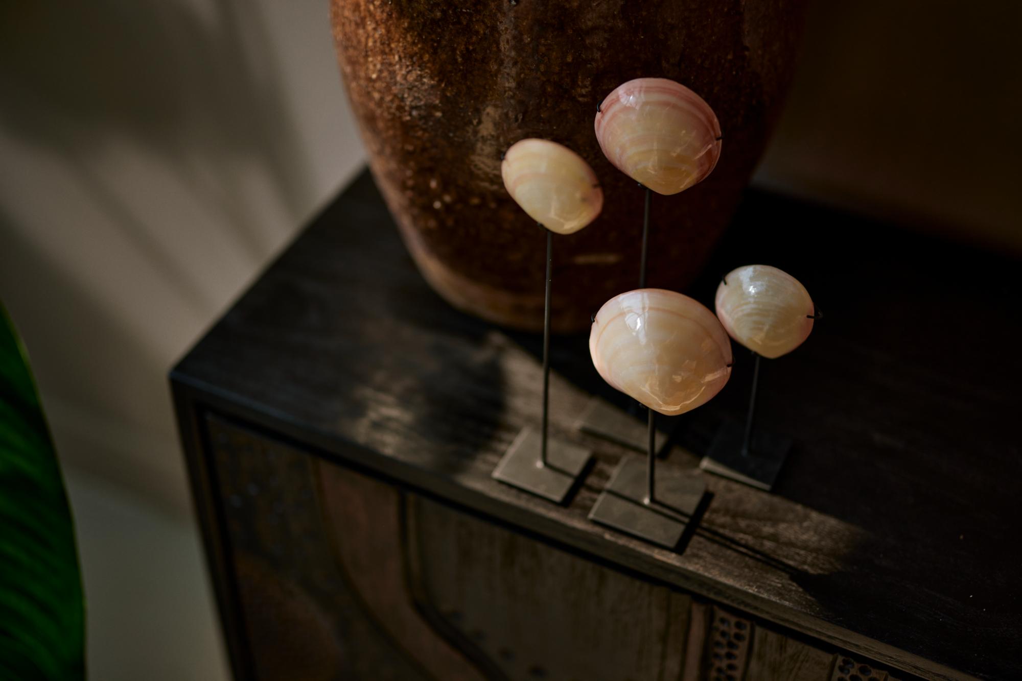 wokole-pink-shell-on-stand3