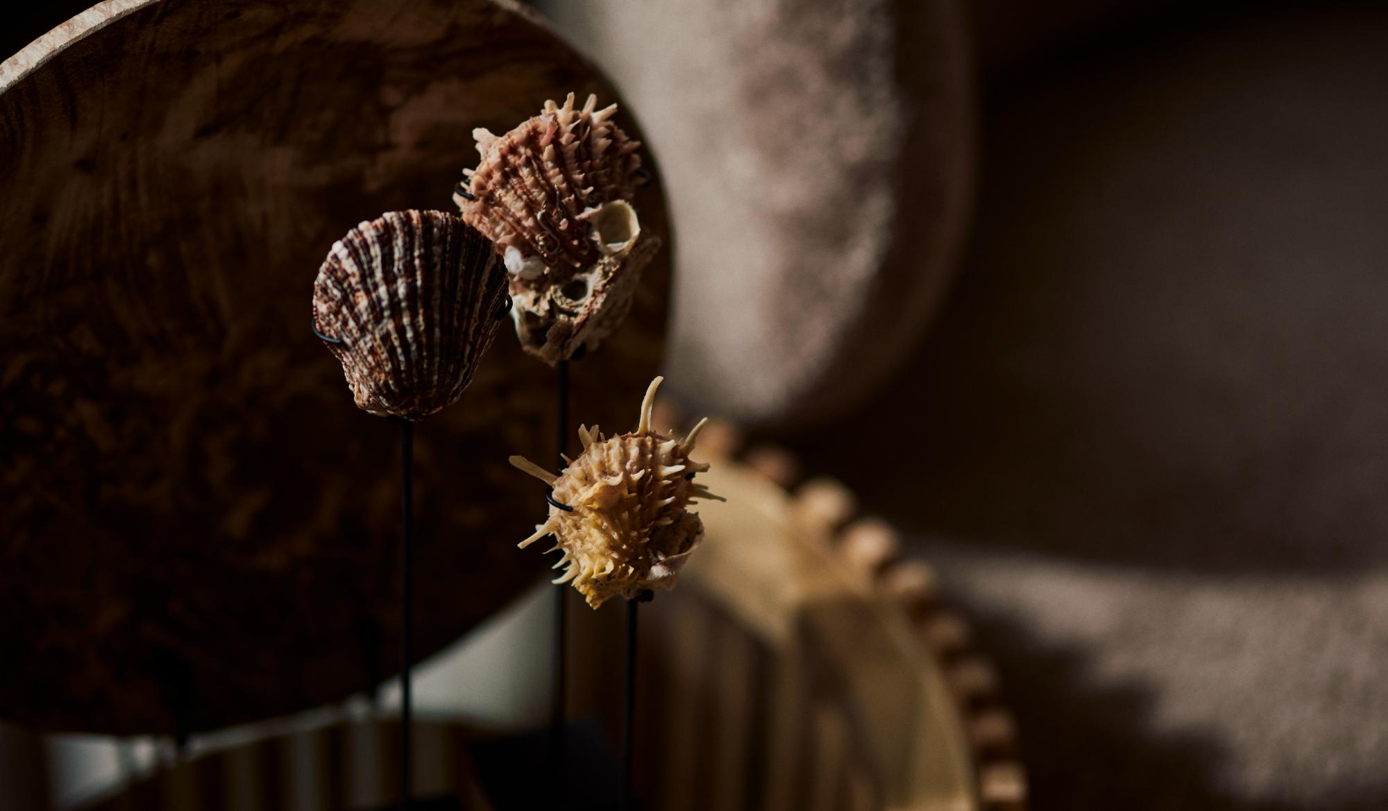 lawele-tusk-shell-on-stand2