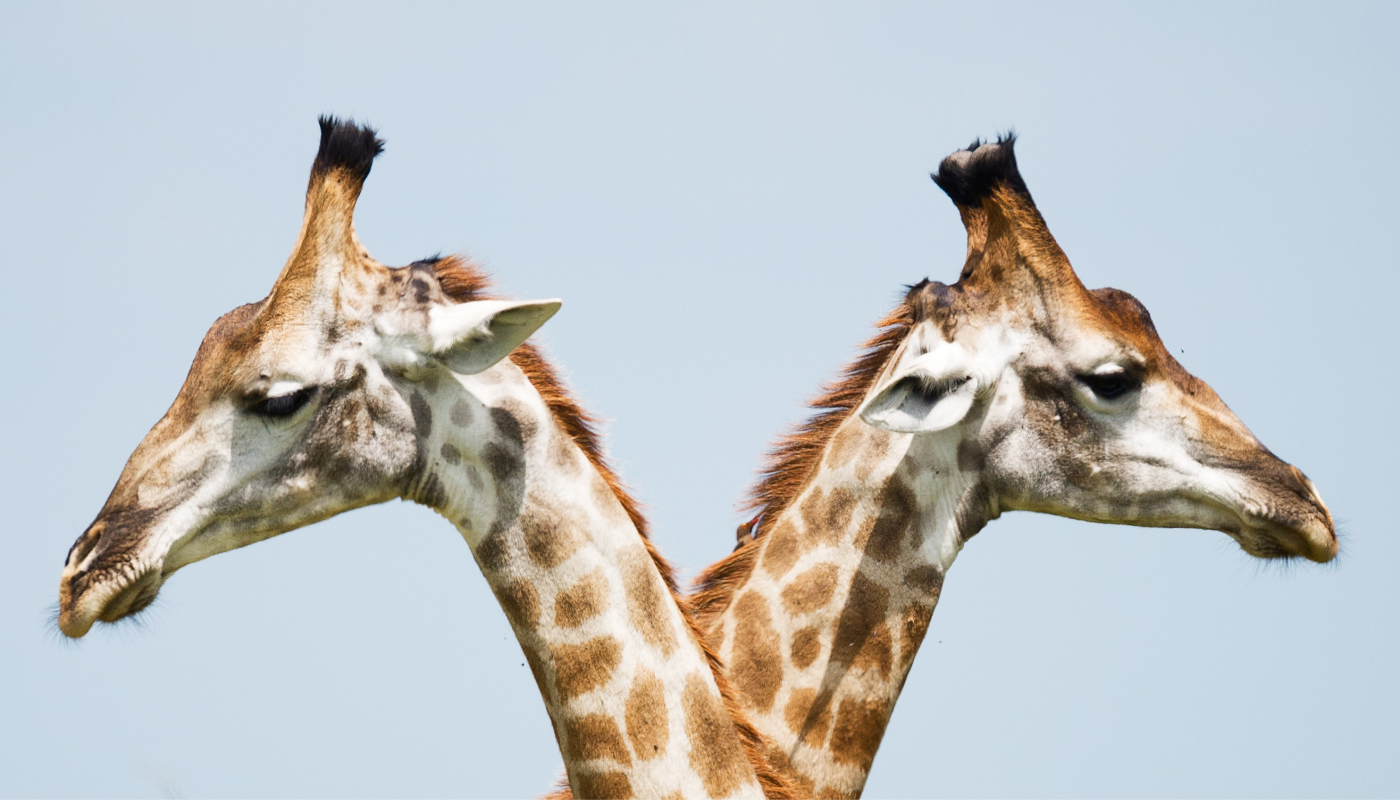 SOA vs Microservices: Perspectives in Architecture