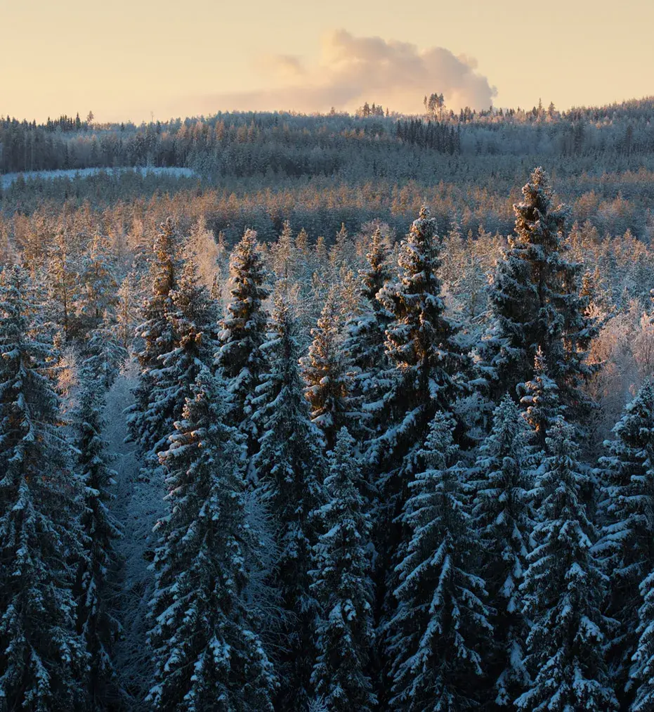 A winterly scene in a forest with snow-covered trees.